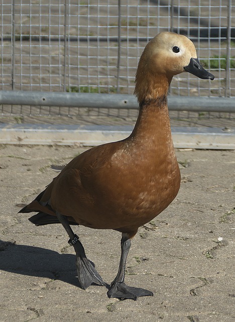 身旁